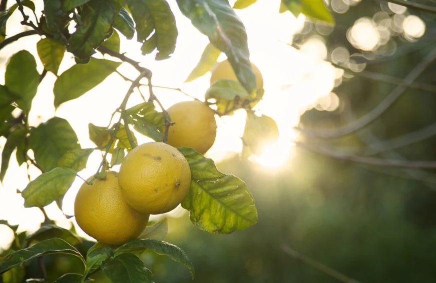 Bergamot-ion