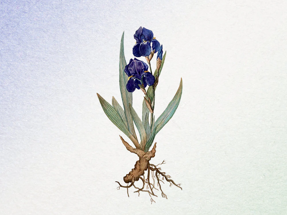 Grab Iris by the Root Pack